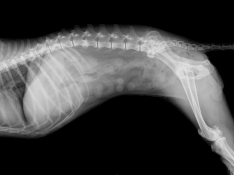 Симптомы болей в спине у собак