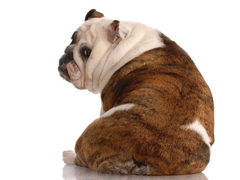 Симптомы болей в спине у собак