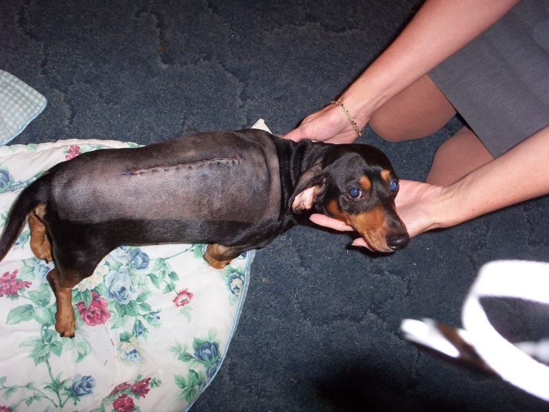 Симптомы болей в спине у собак