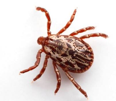 Укус клеща на голове болит