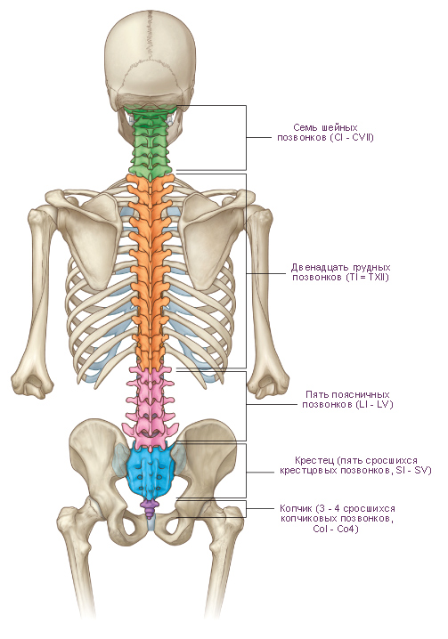 Боли в пояснице причины лежа