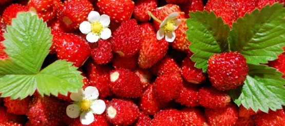 Земляника для здоровья нервной системы Земляника для здоровья нервной системы