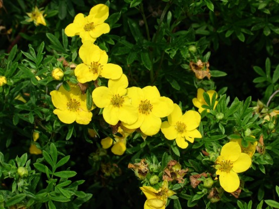 Курильский чай - полезные свойства