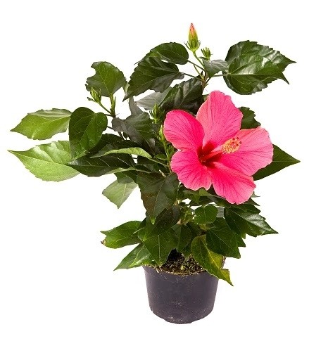 Комнатный гибискус Комнатный гибискус