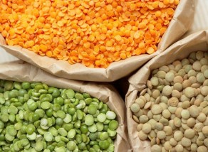 Польза и вред чечевицы